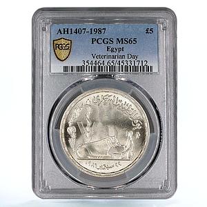 Egypt 5 pounds National Veterinarian Day Man Feeding Ox MS65 PCGS Ag coin 1987