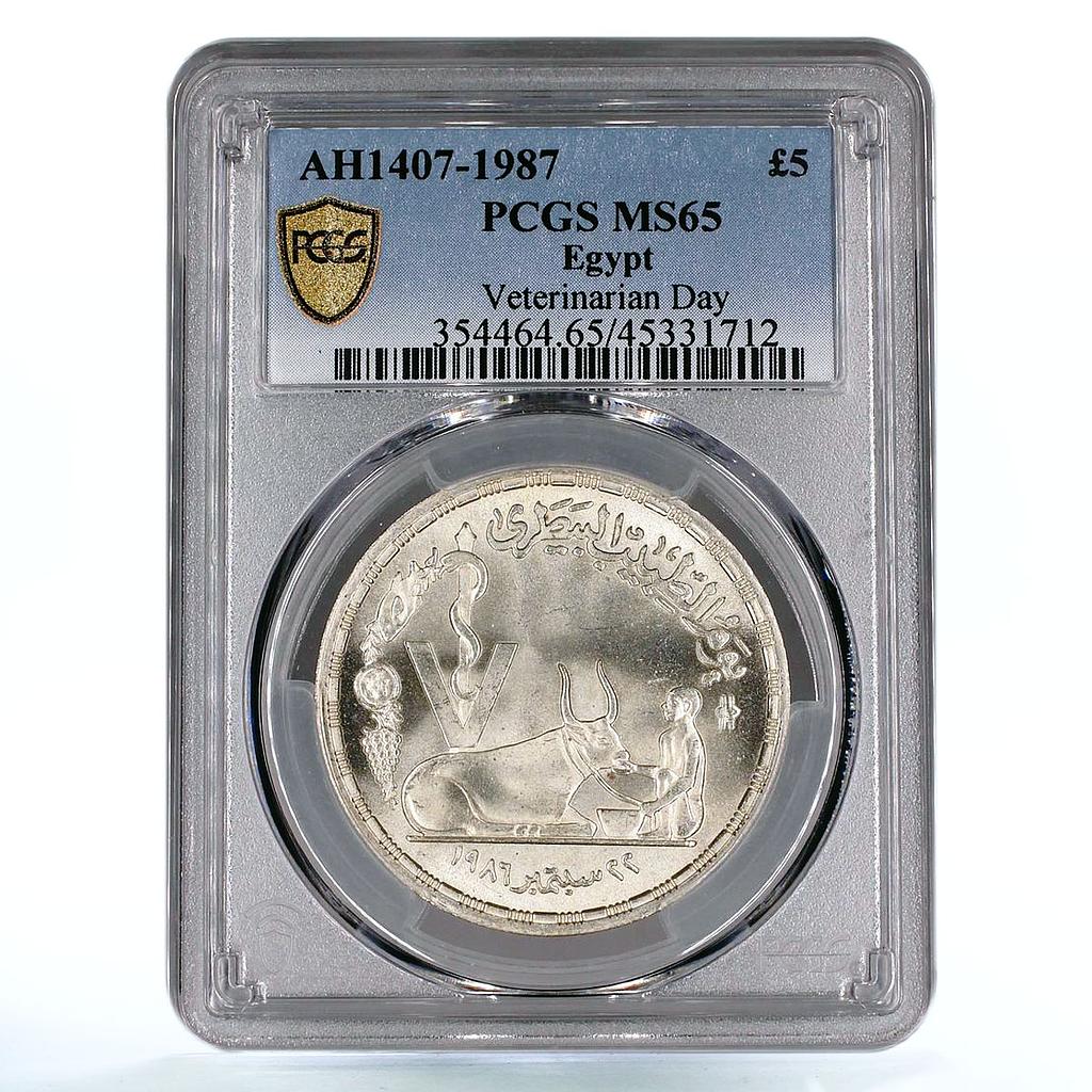 Egypt 5 pounds National Veterinarian Day Man Feeding Ox MS65 PCGS Ag coin 1987