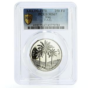 Iraq 250 fils FAO Land Reform Palm Trees MS67 PCGS nickel coin 1970