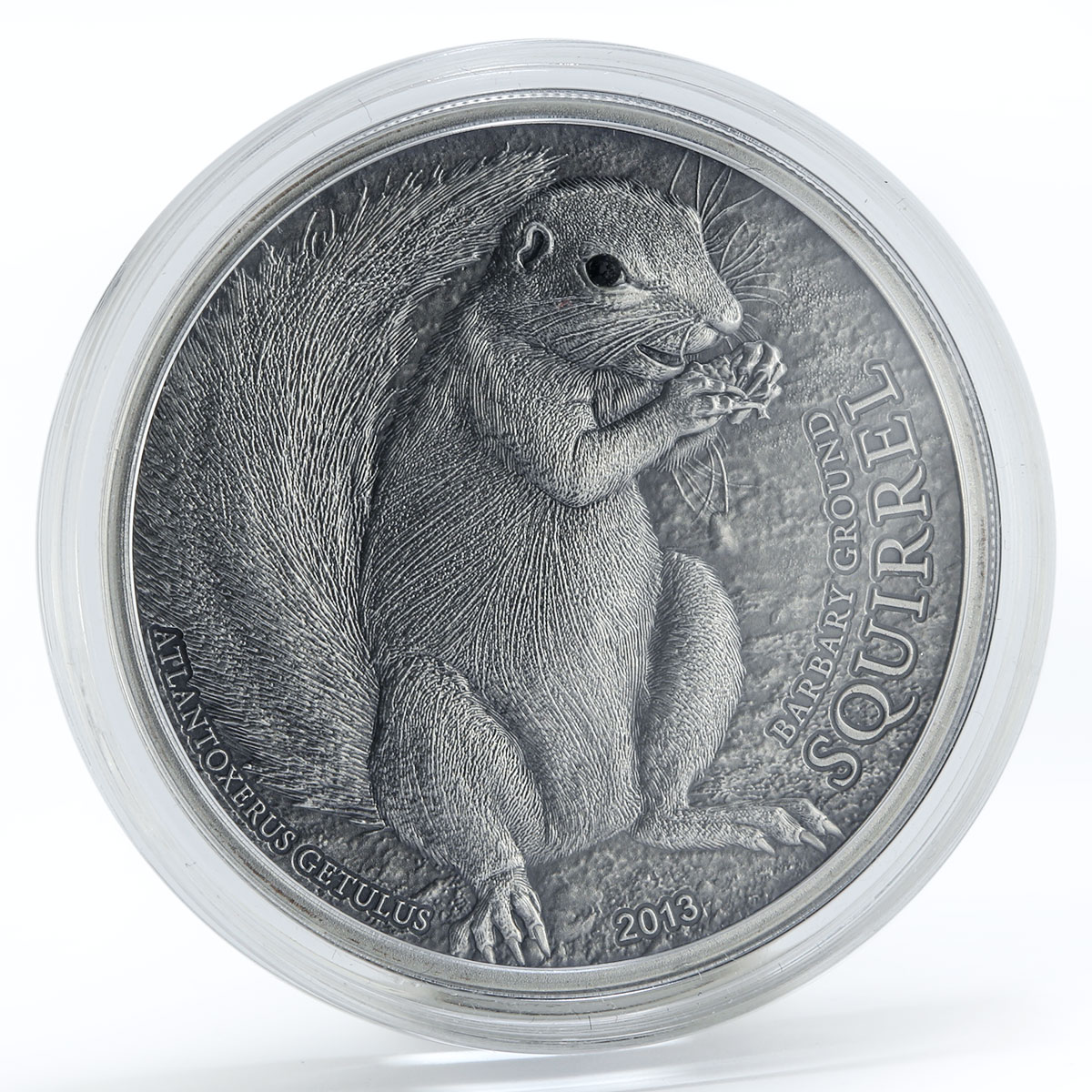 Palau 5 dollar The Barbary Ground Squirrel silver coin 2013