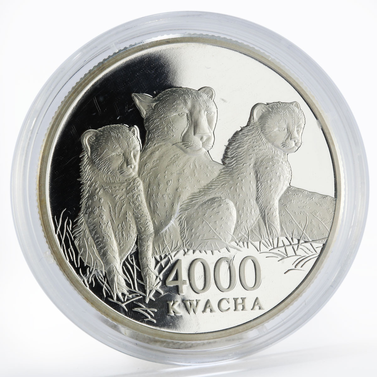 Zambia 4000 kwacha African Wildlife Leopard and two cubs proof silver coin 2000