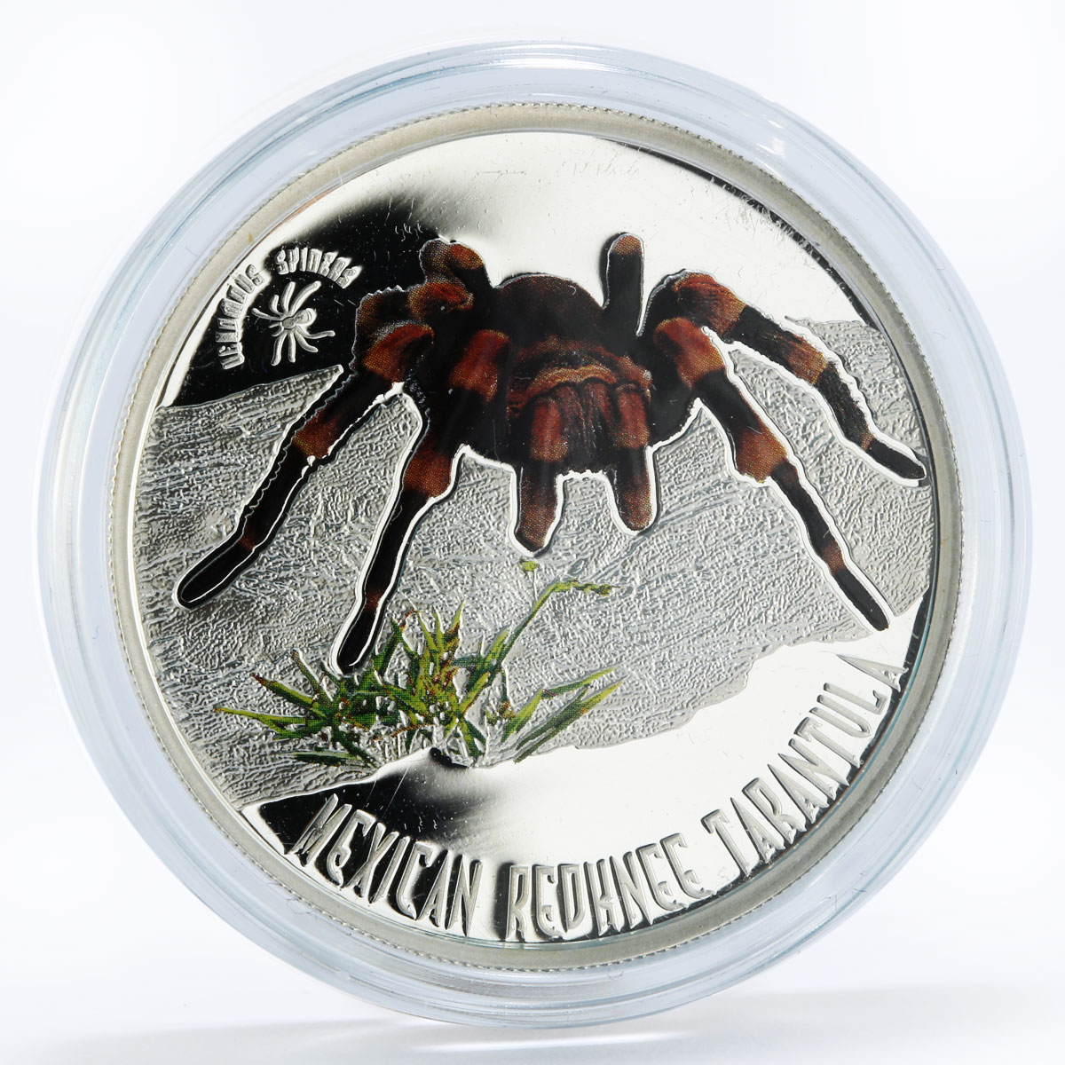 Niue 1 dollar Mexican Redknee Tarantula Venomous Spider colored silver coin 2012