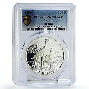 Somalia 250 shillings Conservation Giraffes Fauna PR67 PCGS silver coin 1999