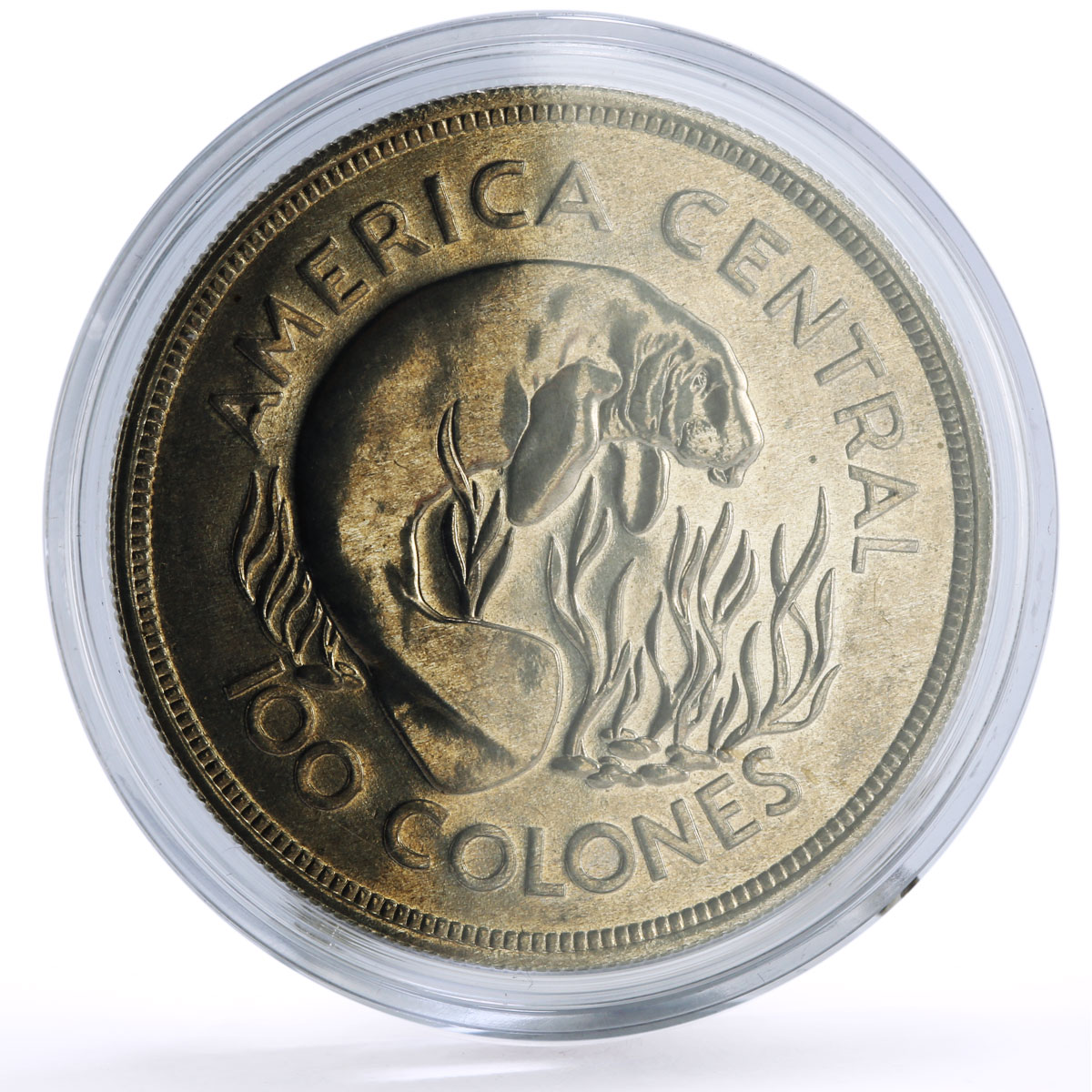 Costa Rica 100 colones Conservation Wildlife Manatee Fauna silver coin 1974