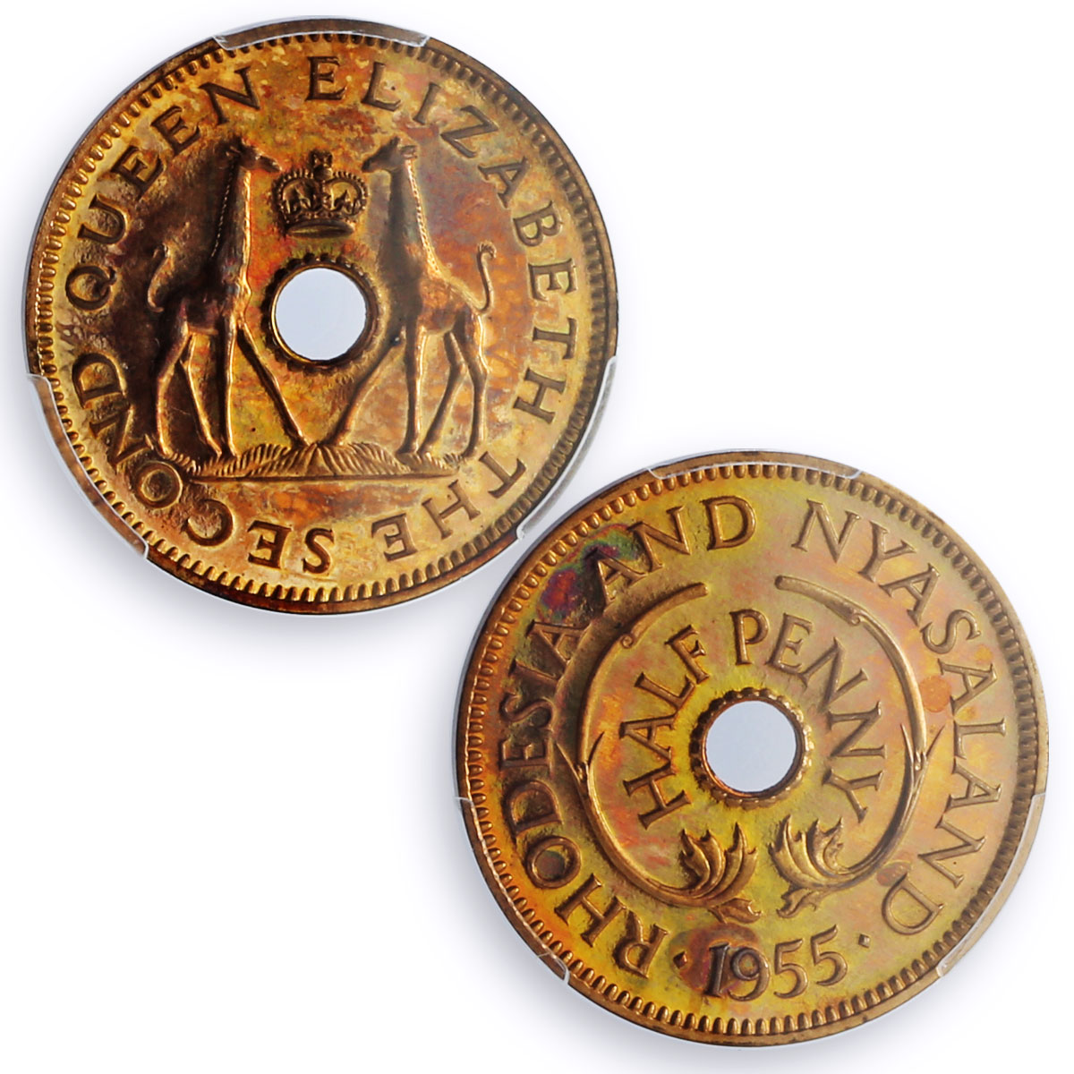 Rhodesia Nyasaland 1/2 penny Regular Coinage Giraffes PR66 PCGS bronze coin 1955