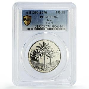 Iraq 250 fils FAO World Food Day Palm Trees PR67 PCGS nickel coin 1970