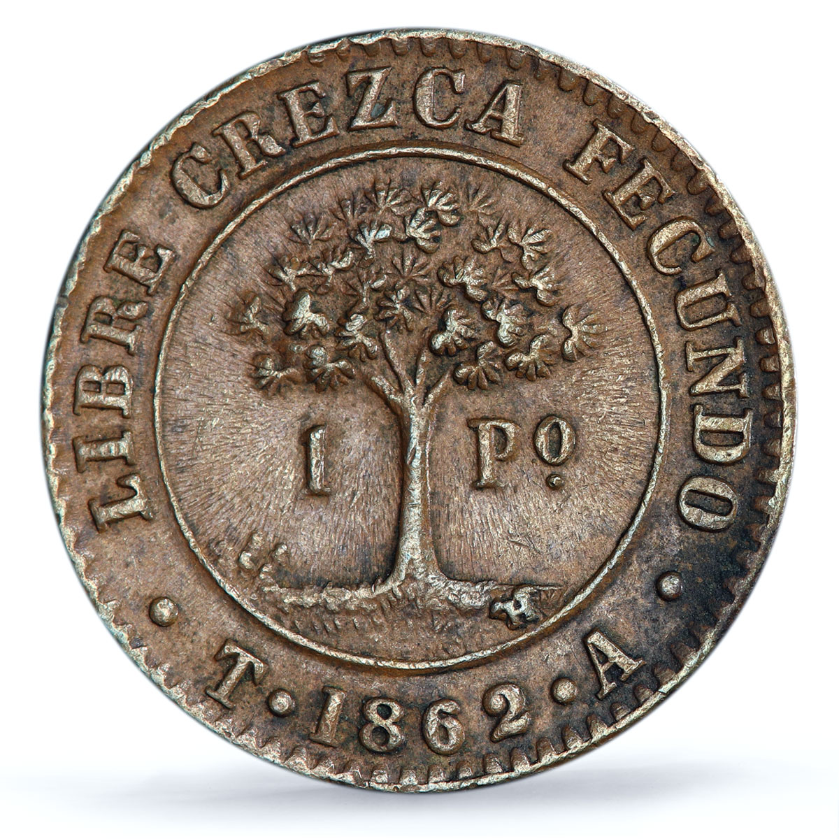 Honduras 1 peso Provisional Coinage Tree KM-24 AU58 PCGS copper coin 1862