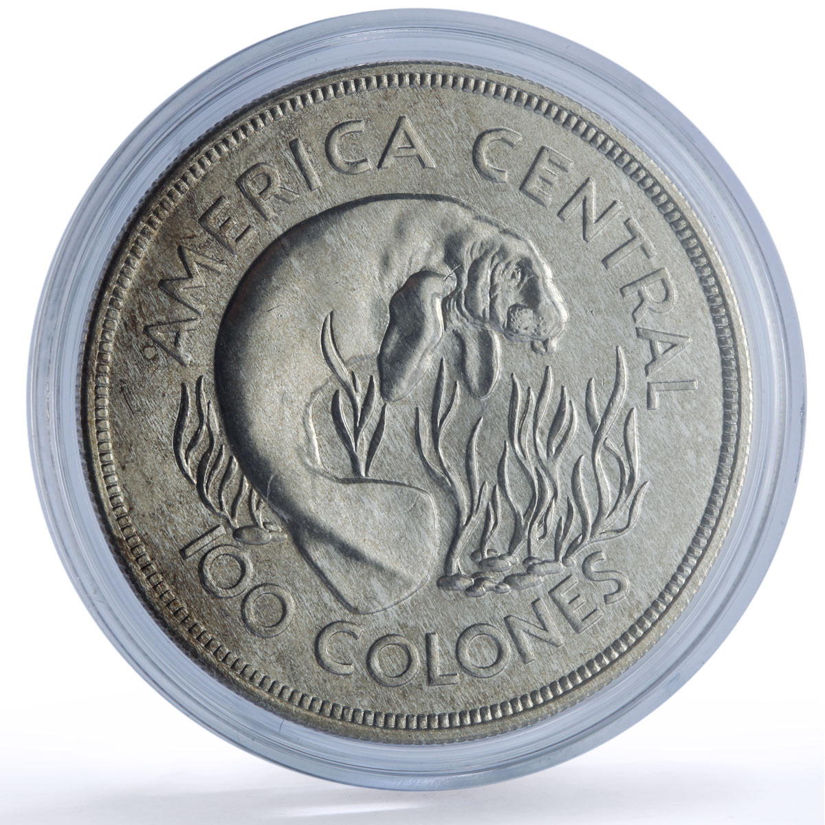 Costa Rica 100 colones Manatee Conservation Wildlife Fauna silver coin 1974
