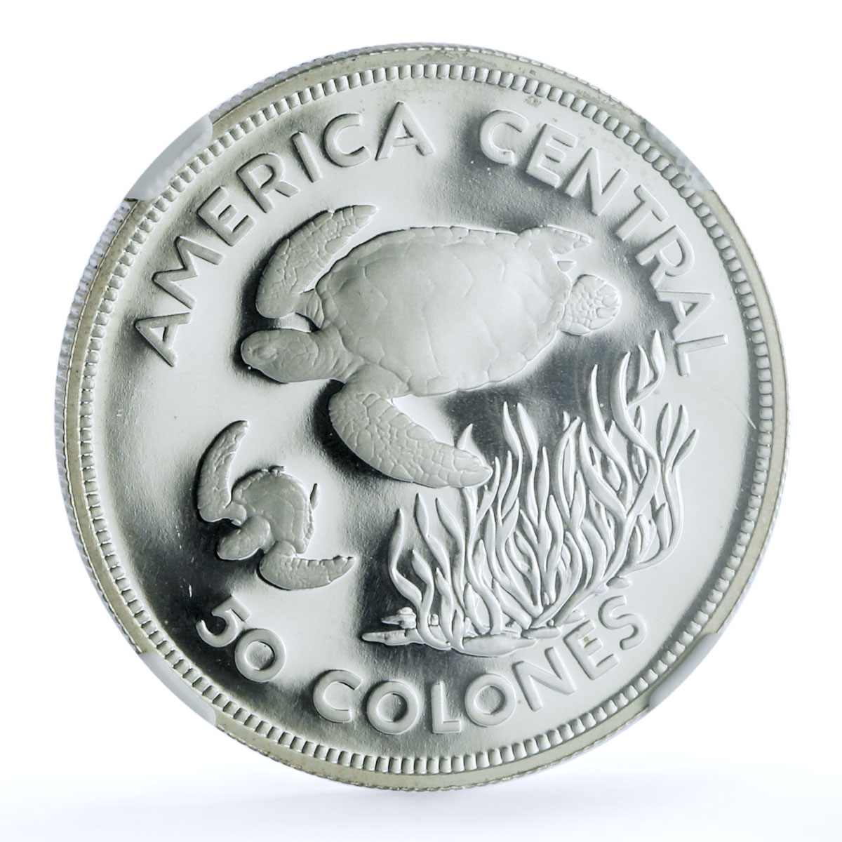 Costa Rica 50 colones Green Turtle KM-200a Fauna PF 66 NGC silver coin 1974 Costa Rica 50 colones Green Turtle KM-200a Fauna PF 66 NGC silver coin 1974