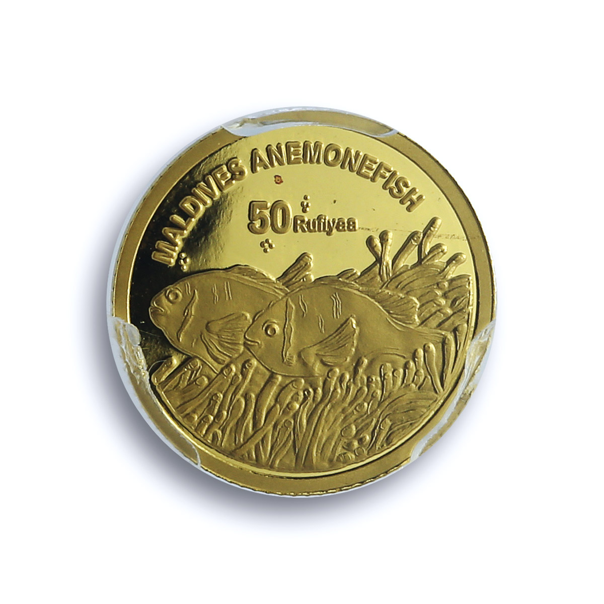 Maldives 50 rufiyaa Anemonefish KM-108 Marine Fauna PR 69 PCGS gold coin 2011 Maldives 50 rufiyaa Anemonefish KM-108 Marine Fauna PR 69 PCGS gold coin 2011