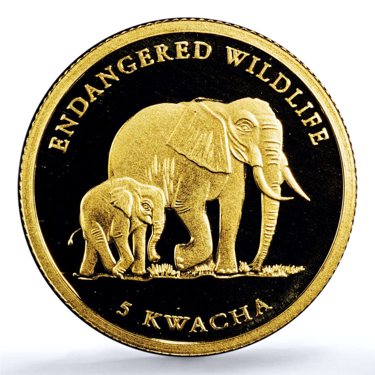Malawi 5 kwacha Elephant African Wildlife Fauna PR 70 PCGS gold coin 2004