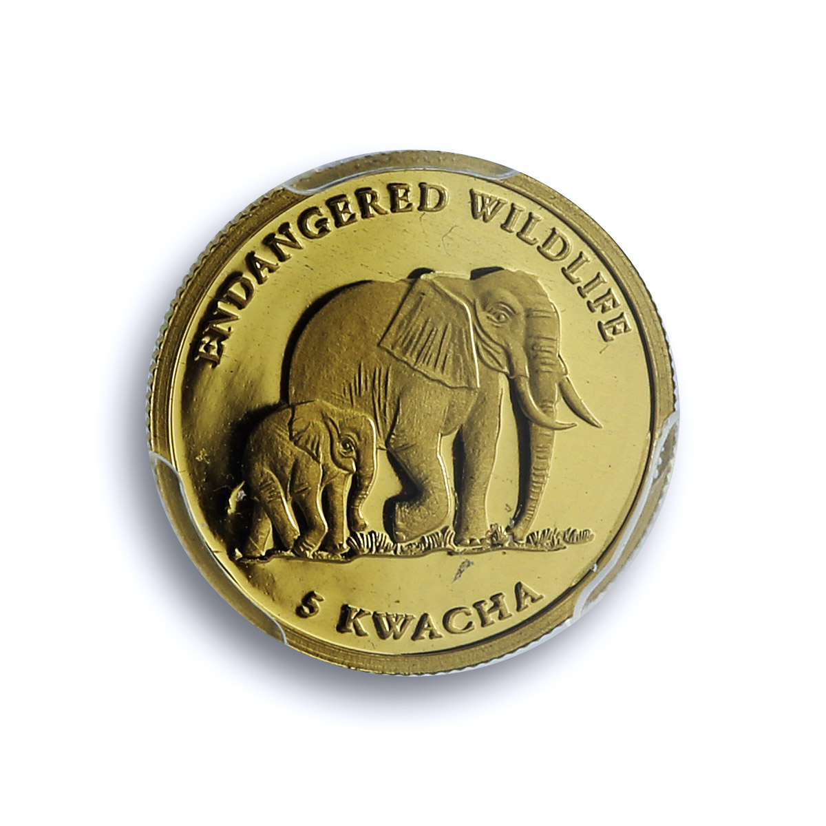 Malawi 5 kwacha Elephant African Wildlife Fauna PR 70 PCGS gold coin 2004