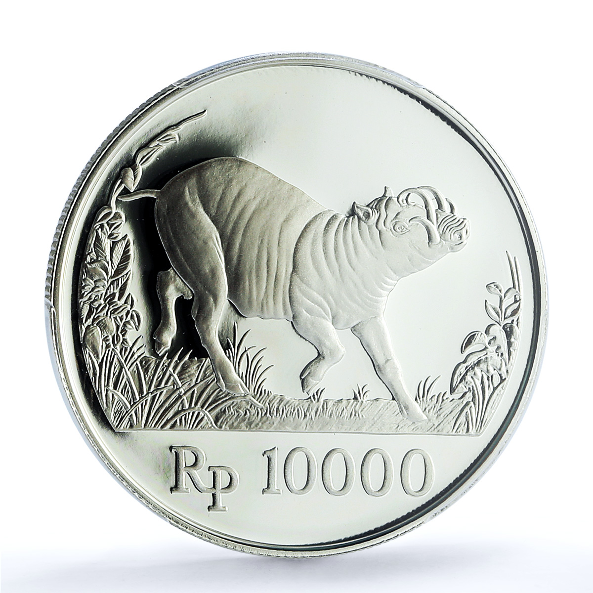 S 1987 10000 R Babi Rusa KM-45 Ag, DCAM S 1987 10000 R Babi Rusa KM-45 Ag, DCAM