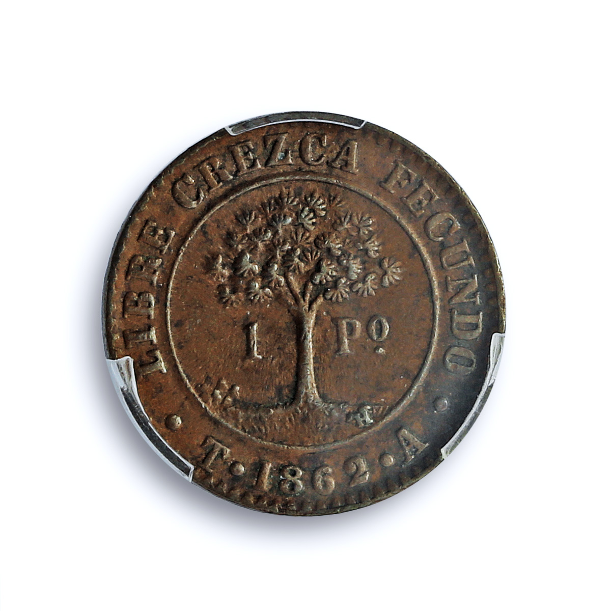 Honduras 1 peso Provisional Coinage Tree KM-24 AU58 PCGS copper coin 1862