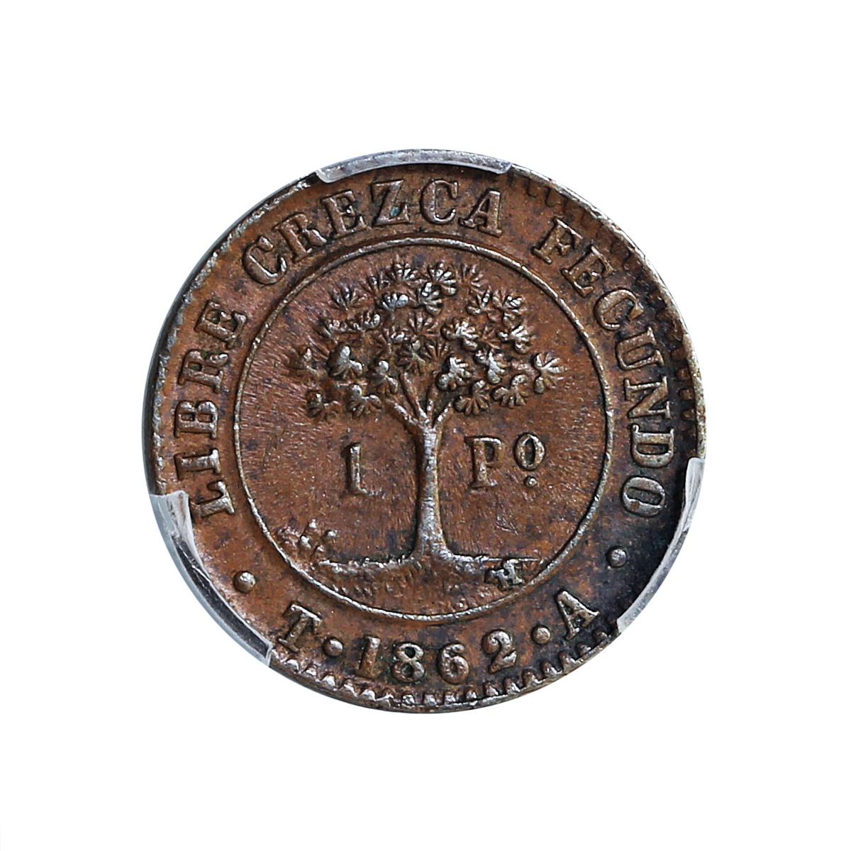 Honduras 1 peso Provisional Coinage Tree KM-24 AU58 PCGS copper coin 1862