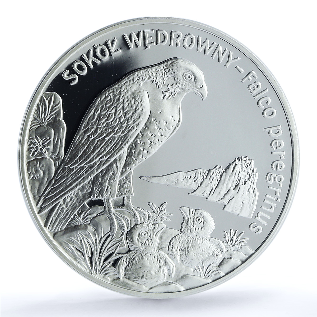 Poland 20 zlotych Sokol Falcon Animals Birds Fauna PR68 PCGS silver coin 2008