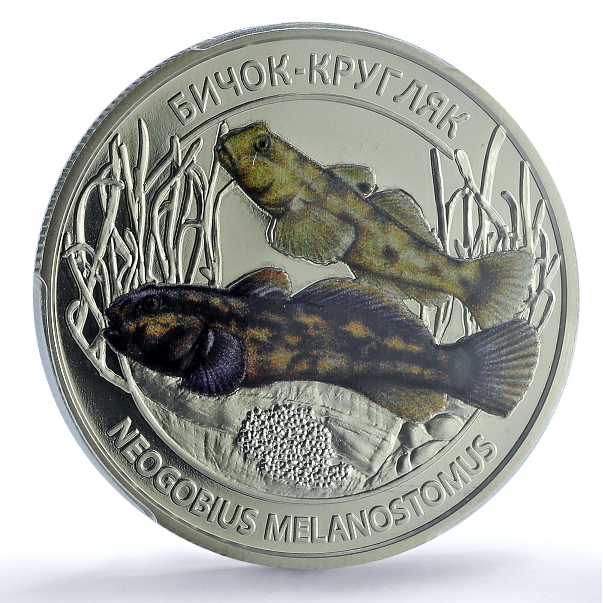 Ukraine 5 hryvnias Round Goby Wildlife Fauna Fish MS 69 PCGS NiBrass coin 2025 Ukraine 5 hryvnias Round Goby Wildlife Fauna Fish MS 69 PCGS NiBrass coin 2025