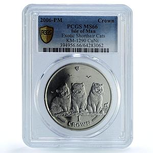 Isle of Man 1 crown Exotic Shorthair KM-1290 Cat Crowns MS 66 PCGS Ni coin 2006