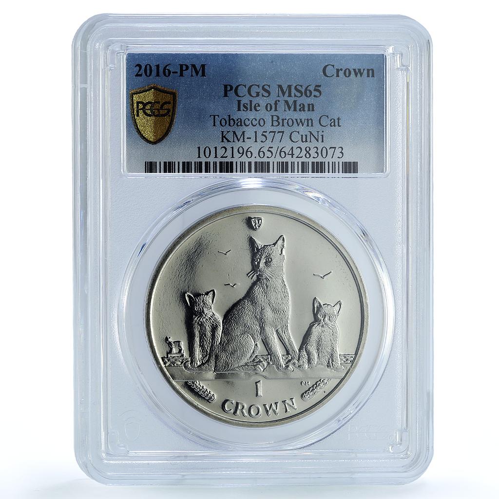 Isle of Man 1 crown Havana Brown Cat KM-1577 Cat Crowns MS65 PCGS CuNi coin 2016 Isle of Man 1 crown Havana Brown Cat KM-1577 Cat Crowns MS65 PCGS CuNi coin 2016