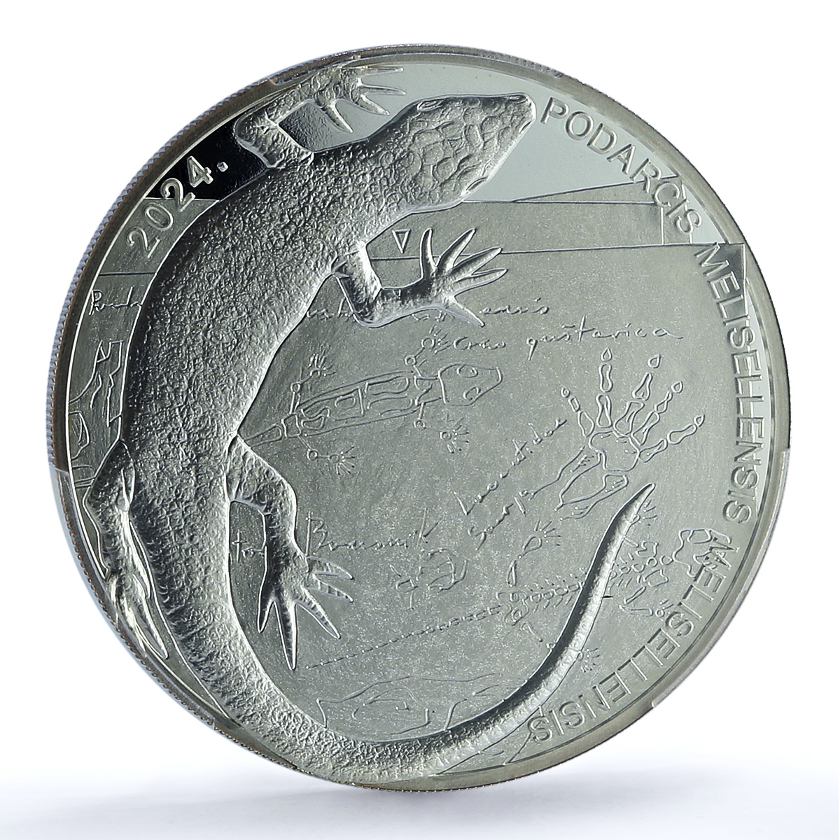 Croatia 4 euros Black Lizard KM-153 Wildlife Fauna MS 70 PCGS silver coin 2024 Croatia 4 euros Black Lizard KM-153 Wildlife Fauna MS 70 PCGS silver coin 2024