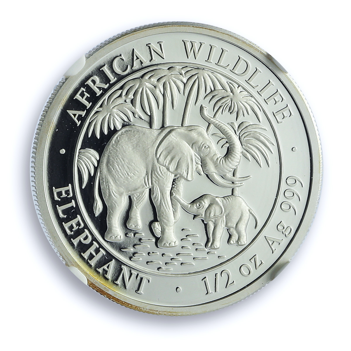 Somalia 50 shillings Elephant KM-178 African Wildlife PF 70 NGC silver coin 2007 Somalia 50 shillings Elephant KM-178 African Wildlife PF 70 NGC silver coin 2007