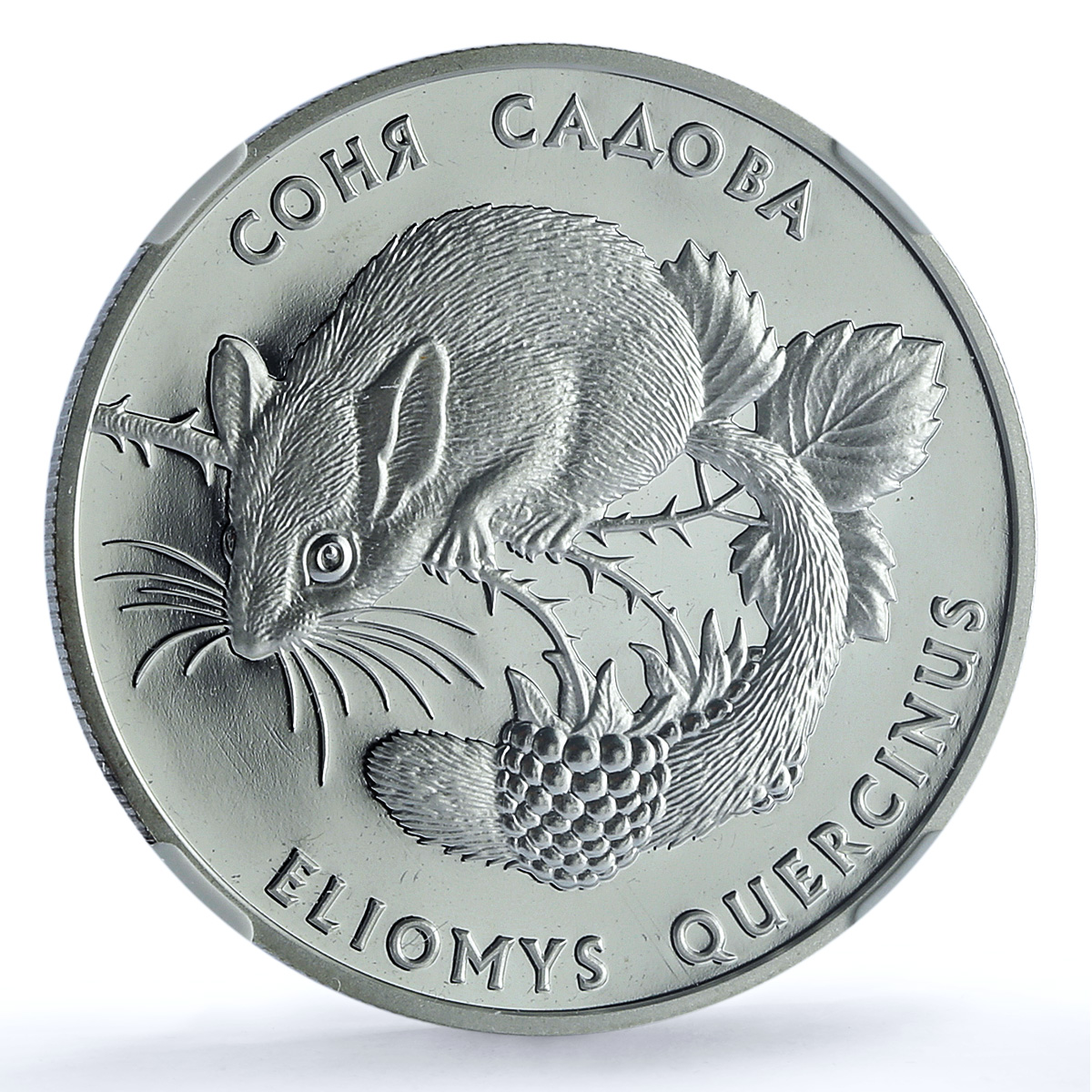 Ukraine 10 hryvnias Garden Dormouse KM-89 Fauna PF 69 NGC silver coin 1999 Ukraine 10 hryvnias Garden Dormouse KM-89 Fauna PF 69 NGC silver coin 1999
