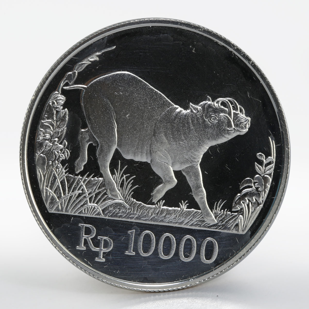 Indonesia 10000 Rupiah Wildlife Wild Pig animal proof silver coin 1987