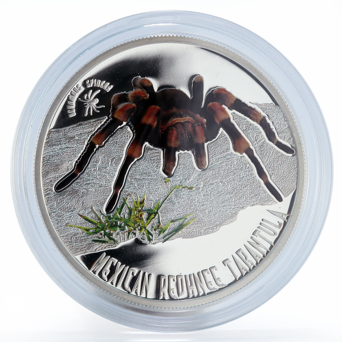 Niue 1 dollar Mexican redknee tarantula Venomous spiders color silver coin 2012