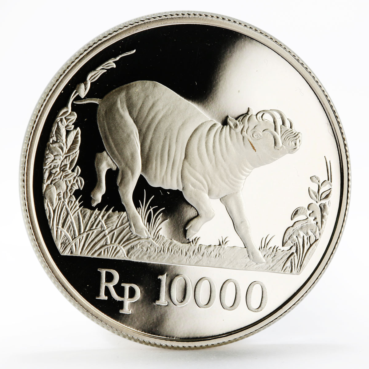 Indonesia 10000 rupiah World Wildlife series Wild Pig proof silver coin 1987