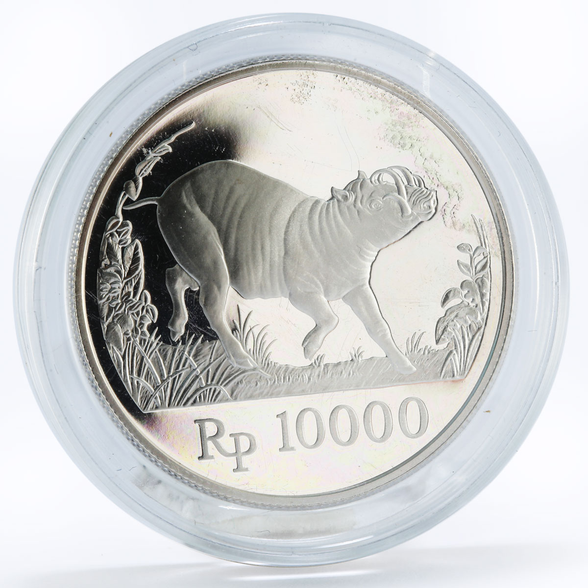 Indonesia 10000 rupiah World Wildlife series Wild Pig proof silver coin 1987