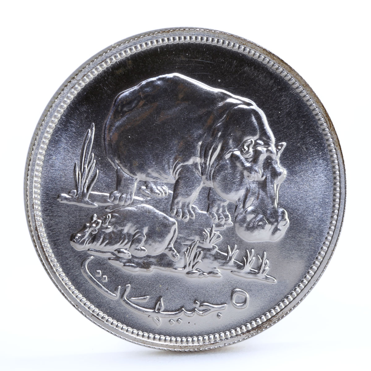 Sudan 5 pounds Conservation Wildlife Hippopotamus Fauna silver coin 1976
